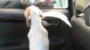 Firenze, lascia il cane in auto sigillata e va a cena fuori: denunciata