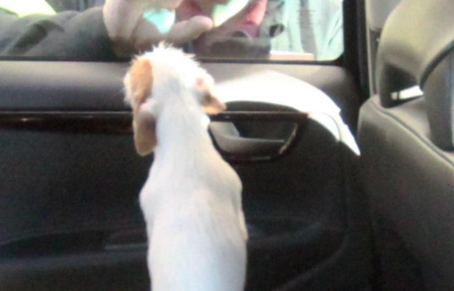 Firenze, lascia il cane in auto sigillata e va a cena fuori: denunciata