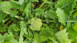 foto-1-broccolo-di-bisignano