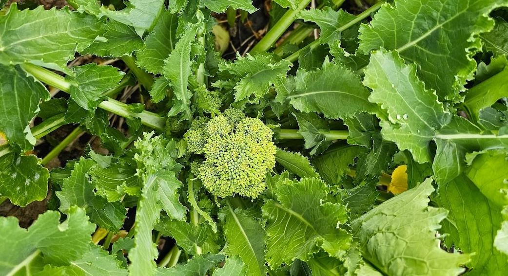 foto-1-broccolo-di-bisignano