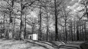 Il bosco di Montepiano ad Accettura
(Foto di Paky Cassano)