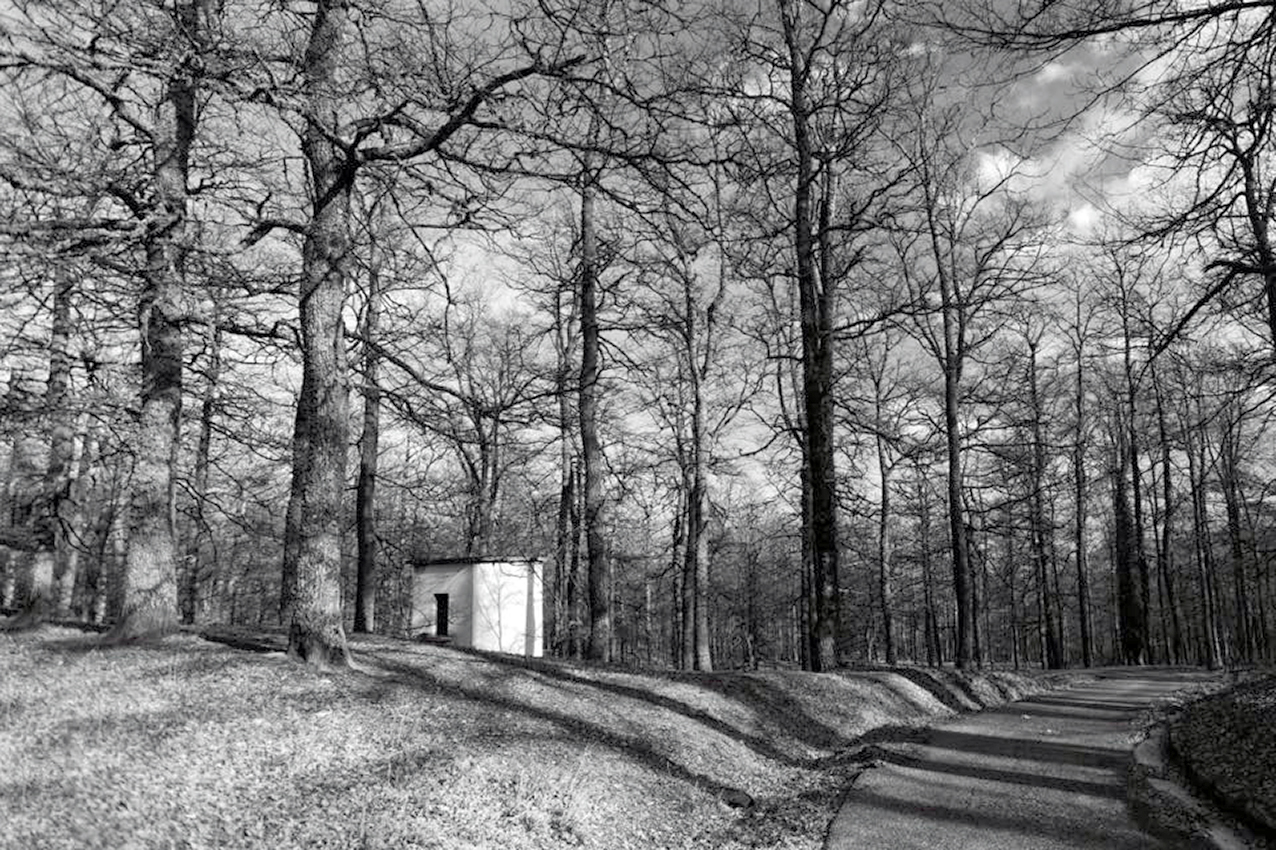 Il bosco di Montepiano ad Accettura
(Foto di Paky Cassano)