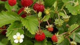 fragoline