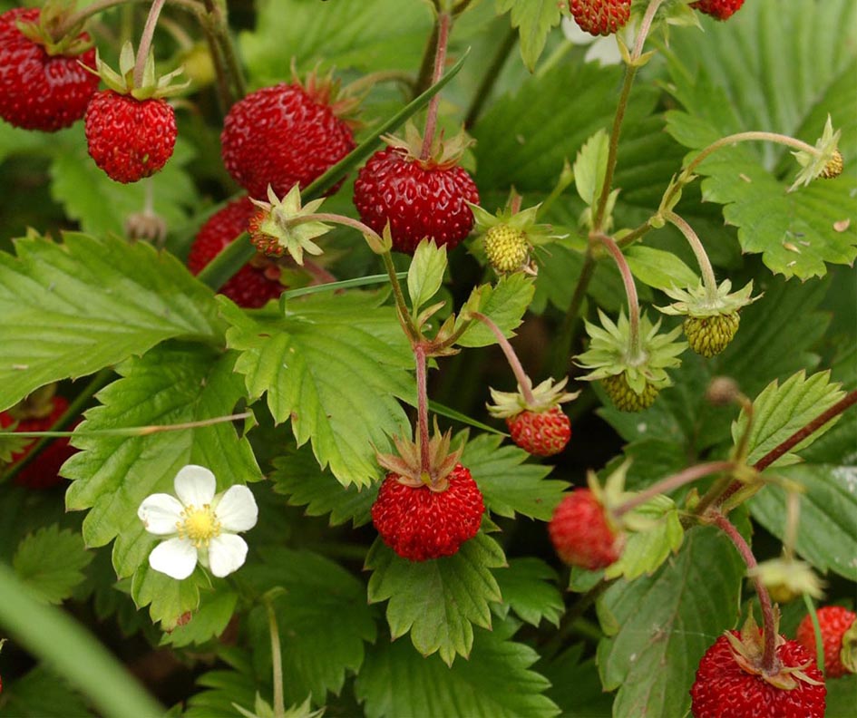 fragoline