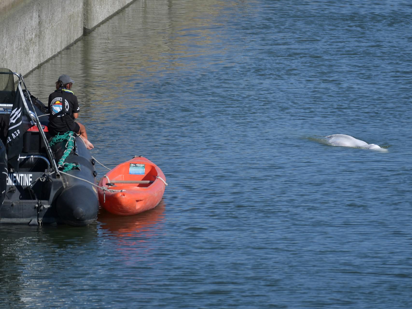 Francia, il beluga della Senna verrà riportato in mare