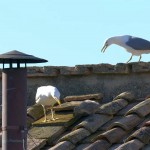 Fumata bianca e nuovo Papa, i gabbiani 'portafortuna'