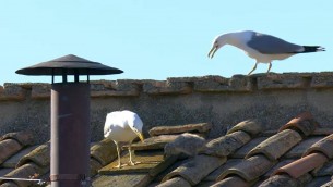 Fumata bianca e nuovo Papa, i gabbiani 'portafortuna'