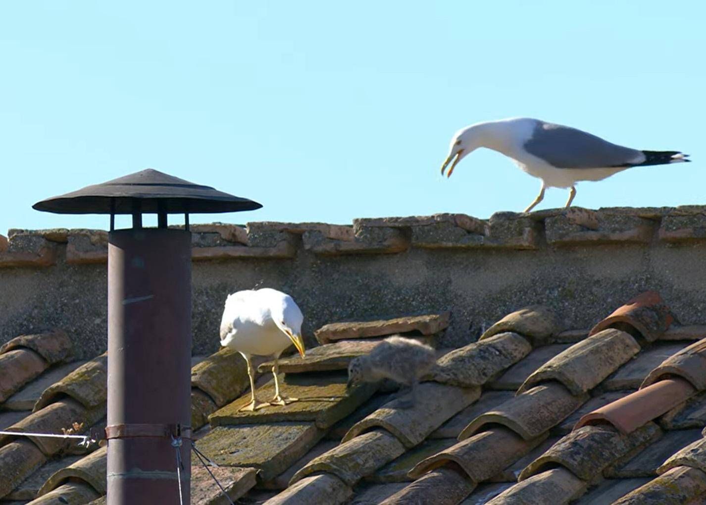 Fumata bianca e nuovo Papa, i gabbiani 'portafortuna'