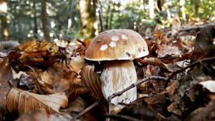 funghi-12-ottobre-2016-572759-610x431