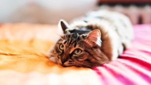 Fusa da record, la gatta Bella conquista il Guinness