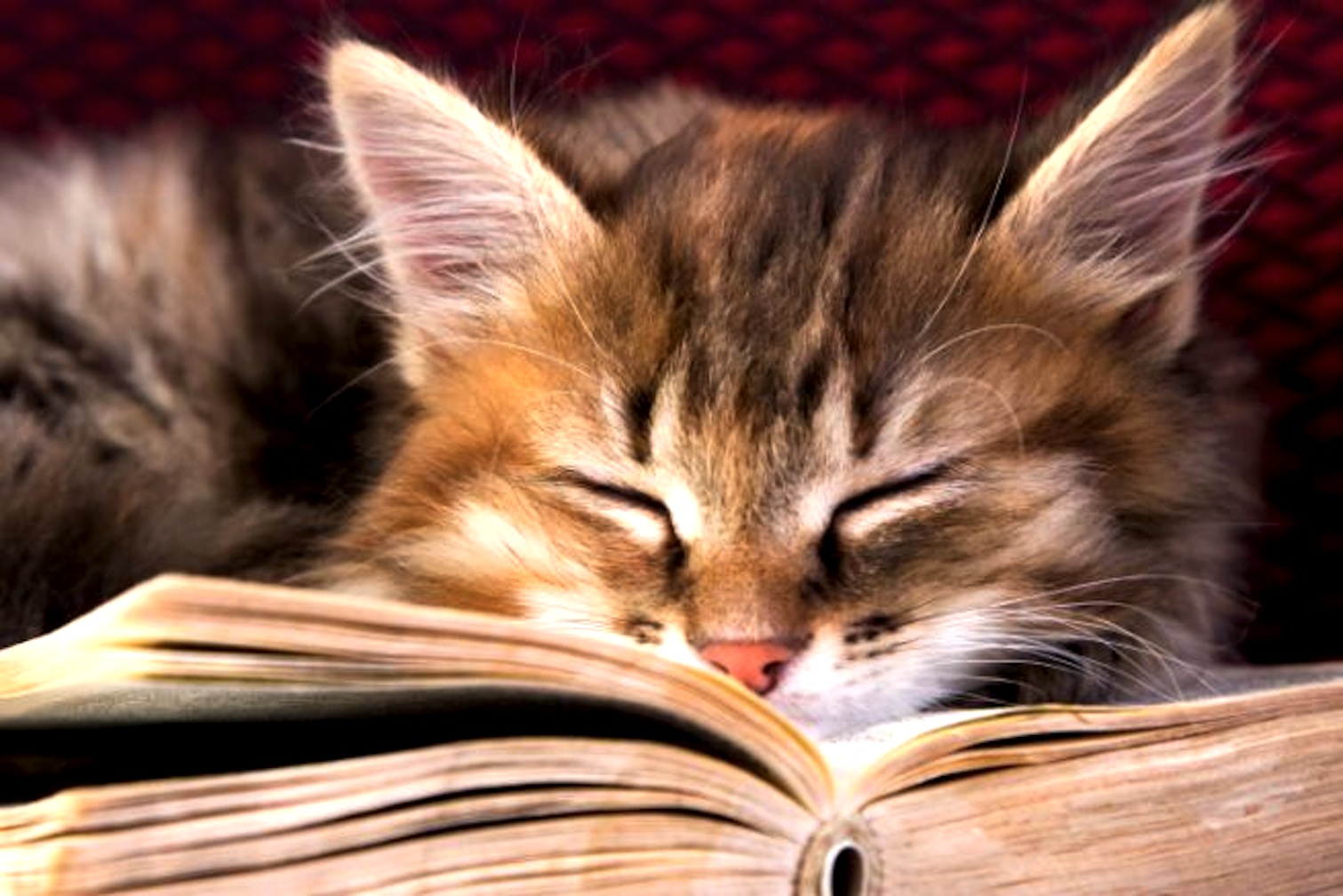 gatti-libri-23