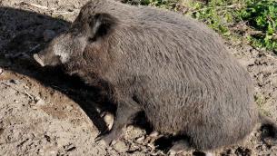 Genova, donna morsa a un braccio da un cinghiale in spiaggia