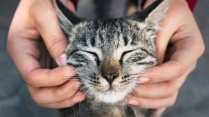 Giornata del Gatto, la passione non conosce confini: ecco i cantanti, attori e registi 'pazzi' per i felini