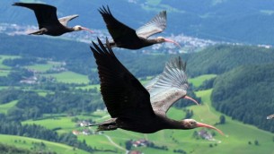 Giornata mondiale fauna selvatica, salvati oltre 4