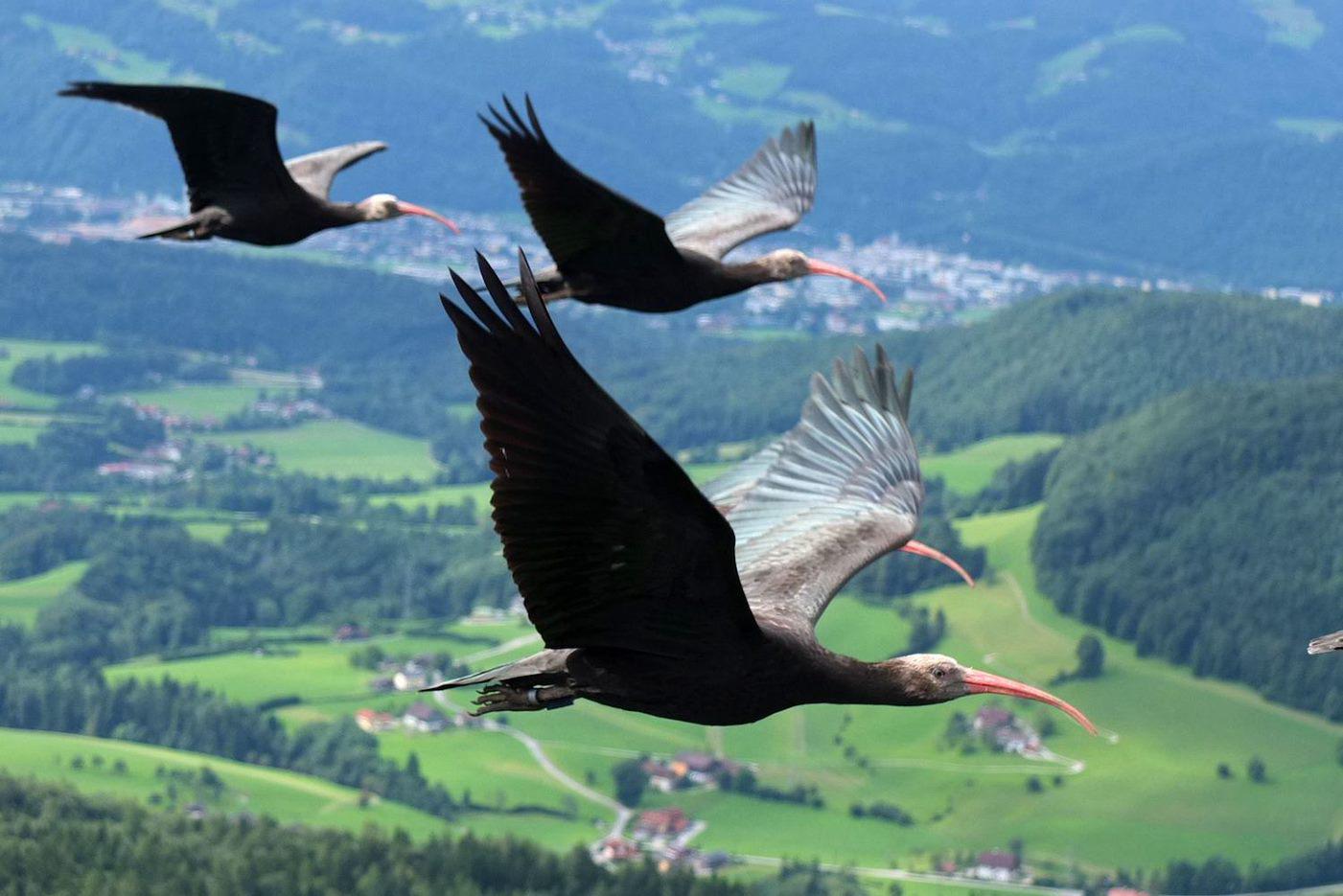 Giornata mondiale fauna selvatica, salvati oltre 4