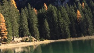 Giornata nazionale alberi, perché sono importanti nelle città