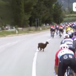 Giro d'Italia, una capra taglia la strada al gruppo - Video