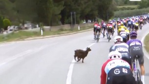 Giro d'Italia, una capra taglia la strada al gruppo - Video