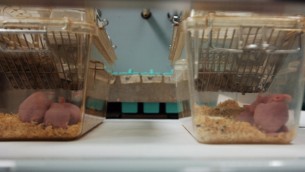 "Glutine provoca infiammazione cervello": la ricerca