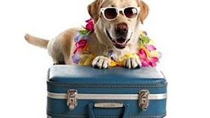 ico_216_cane-e-vacanze-01