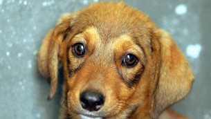 Il cane è triste o felice? Ecco perché (spesso) non lo capiamo
