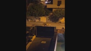 Il leone scappa dal circo, a spasso per Ladispoli - Video