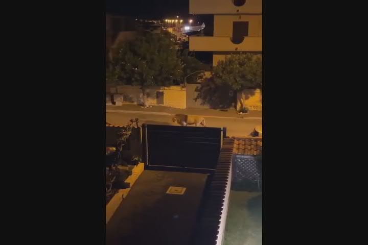 Il leone scappa dal circo, a spasso per Ladispoli - Video