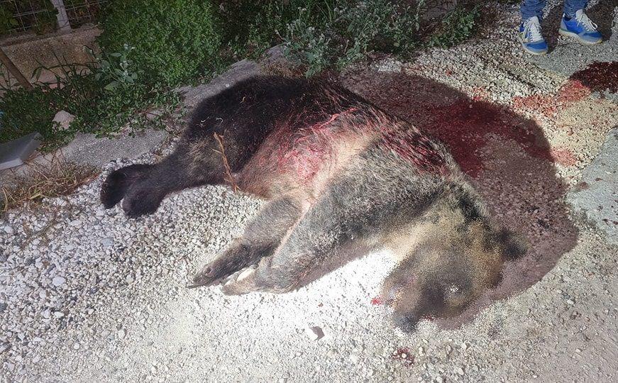 In Abruzzo uccisa a fucilate l'orsa Amarena