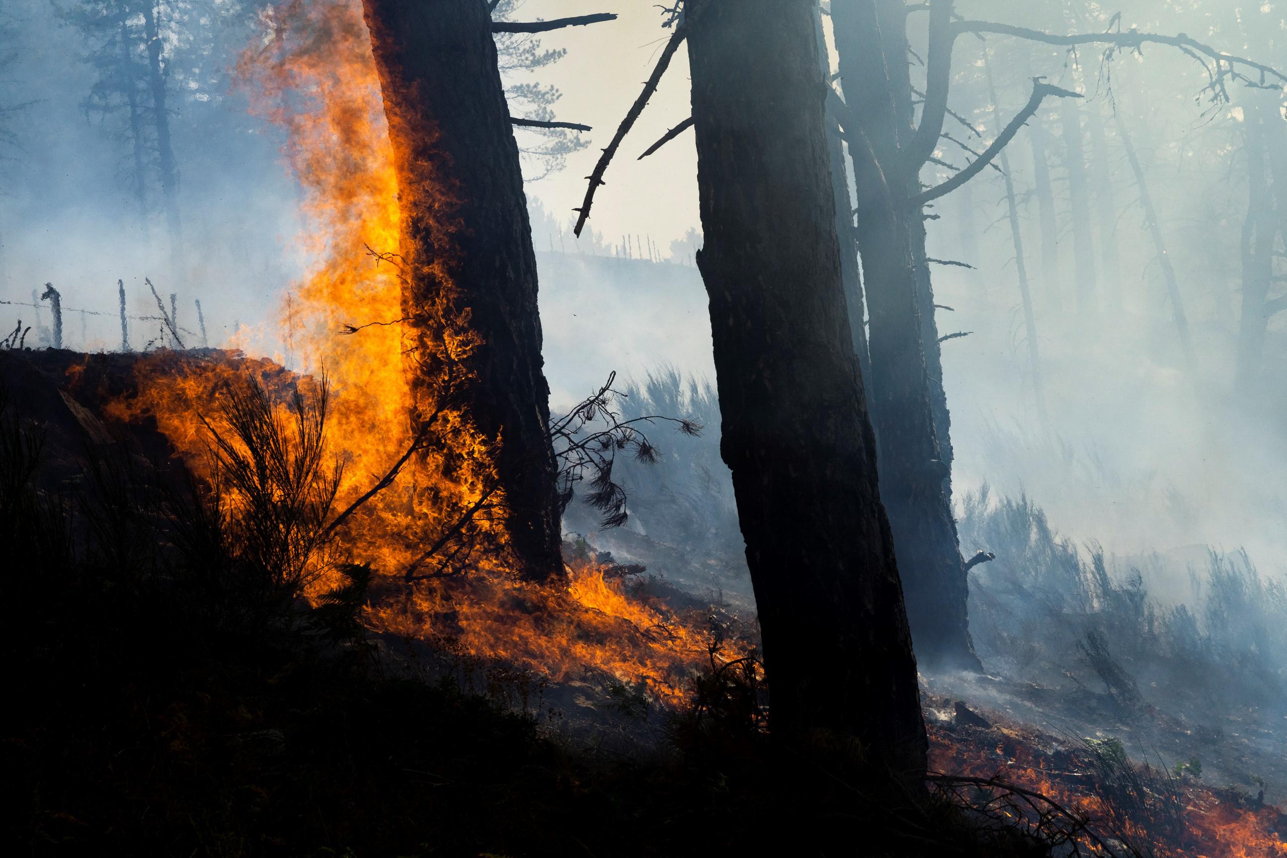 Incendi Calabria, Occhiuto: "80% dolosi, droni contro i piromani" - Video