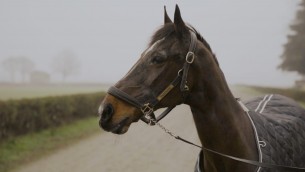 'Io sono Varenne, il figlio del vento', il docu-film sul cavallo più vincente del mondo