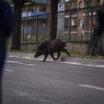Isola d'Elba, cinghiale attraversa la strada all'improvviso: motociclista muore nello scontro