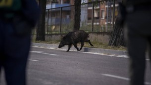 Isola d'Elba, cinghiale attraversa la strada all'improvviso: motociclista muore nello scontro