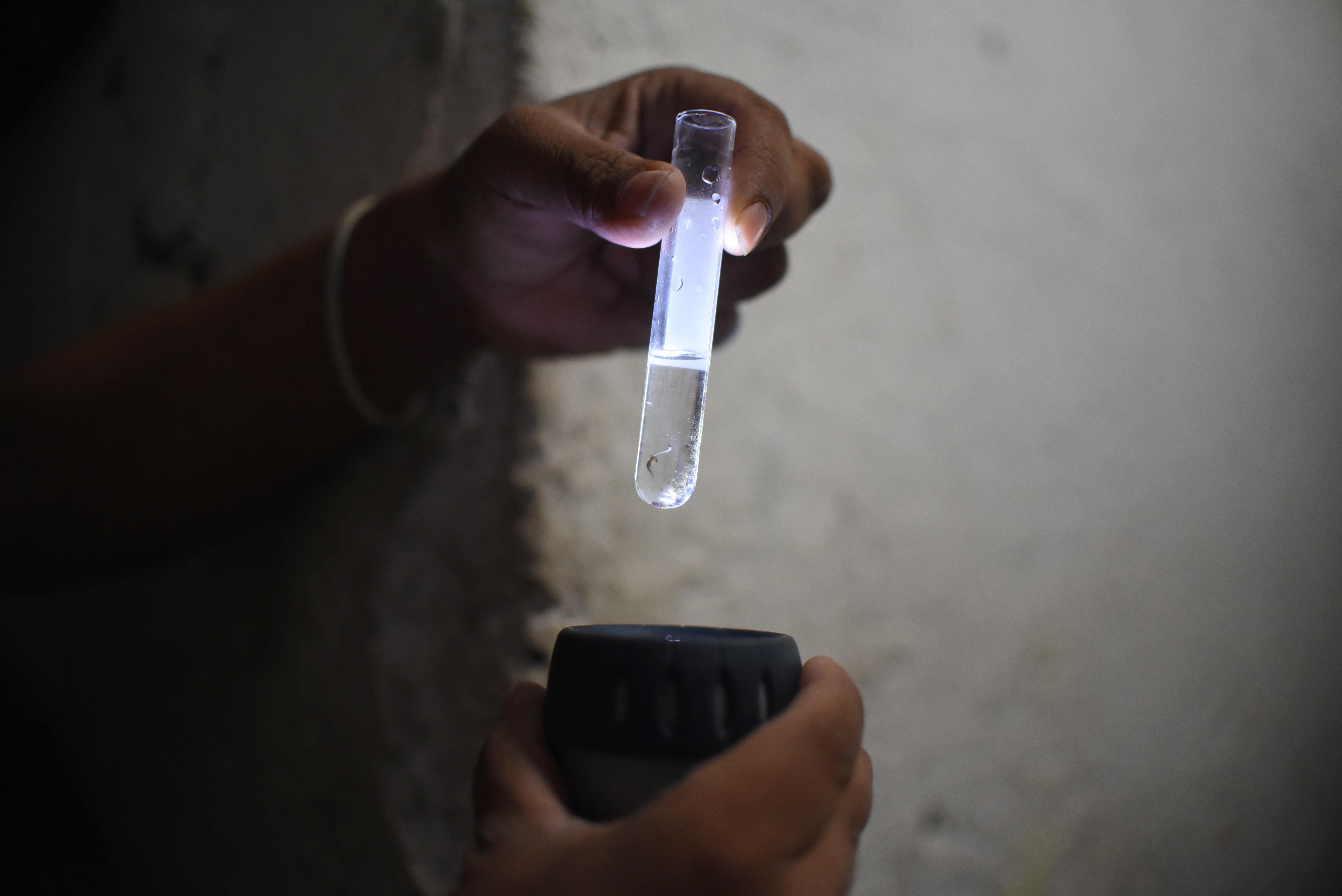 La Dengue allarma il Brasile, ma preoccupano anche Zika e Chikungunya