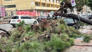 lamezia-albero-caduto