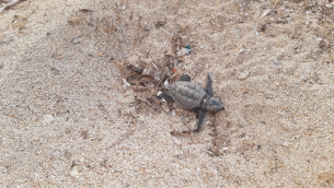 Lampedusa, nascono le prima tartarughe marine