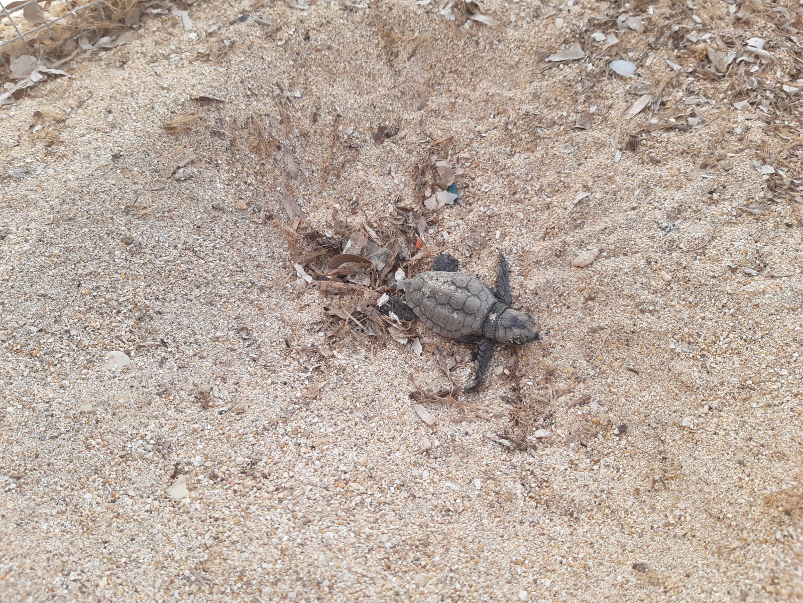 Lampedusa, nascono le prima tartarughe marine