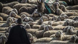 Le millenarie vie della transumanza fanno rete, Regioni firmano accordo