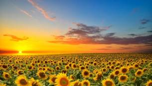 leggenda_dei_girasoli