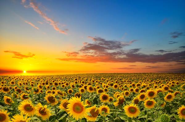 leggenda_dei_girasoli