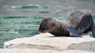 Lieto evento al Bioparco di Roma, è nata un'otaria della California