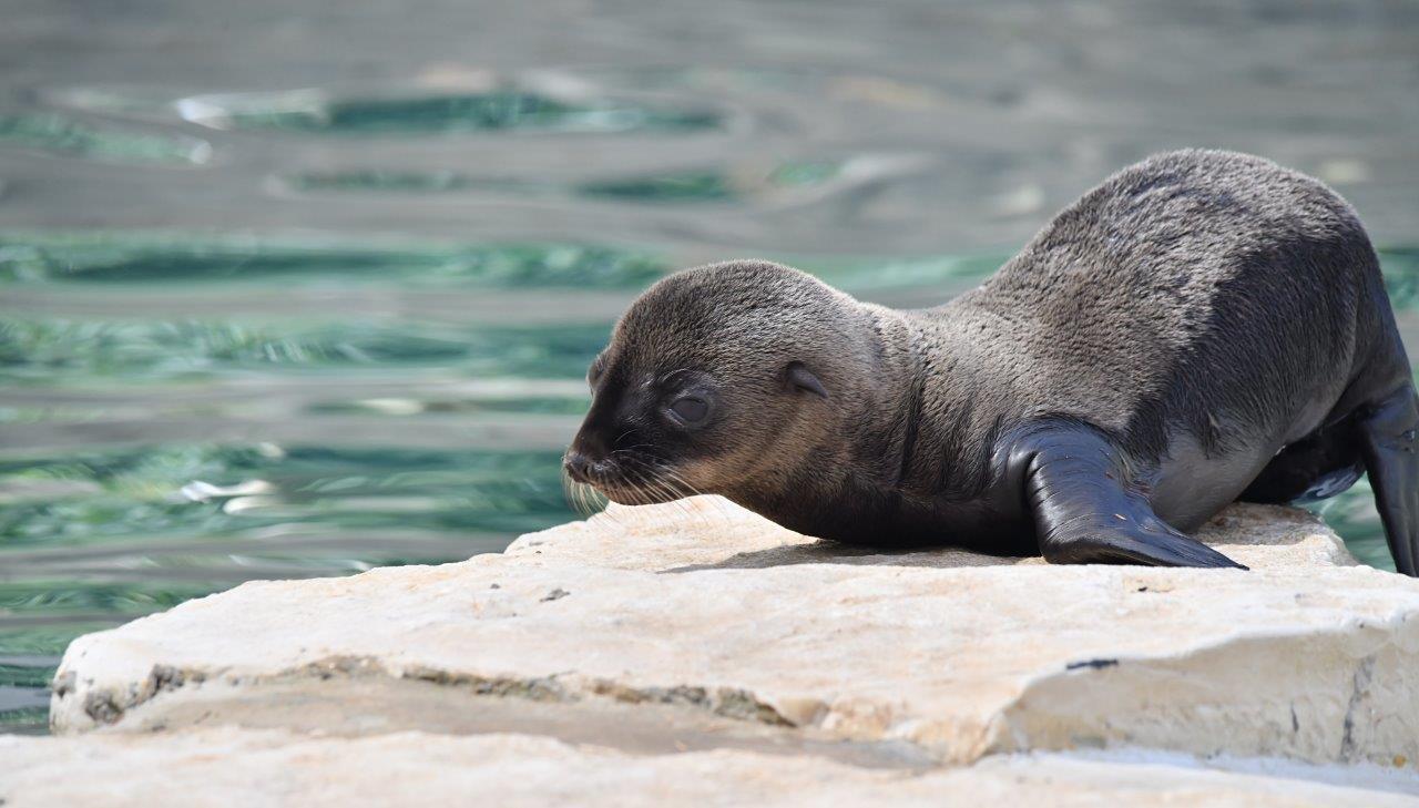 Lieto evento al Bioparco di Roma, è nata un'otaria della California