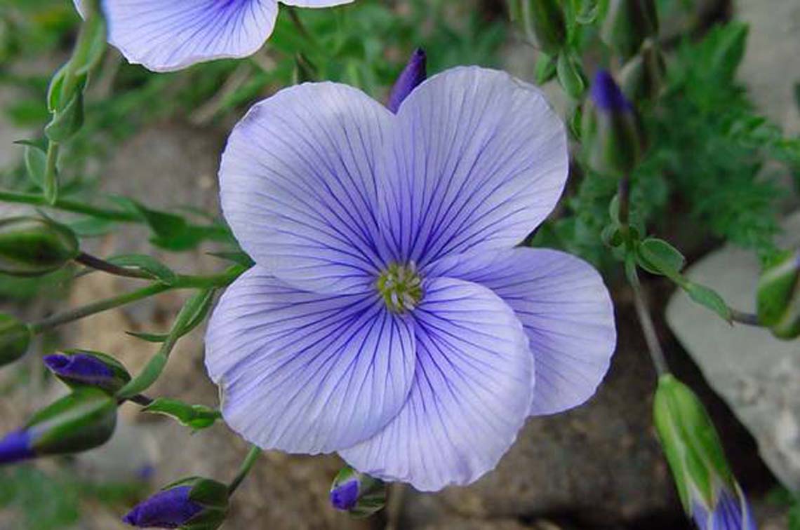 Lino di Katia, pianta rara del Pollino