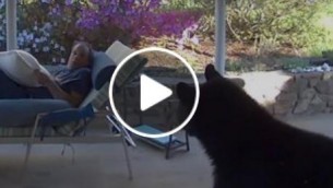 L'orso piomba in giardino, l'incontro a sorpresa - Video