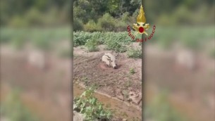 Mucca bloccata nel fango, salvata dall'elicottero - Video