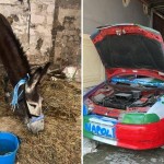 Napoli-Cagliari, l''asino azzurro' e l'auto tricolore: i sequestri verso lo scudetto