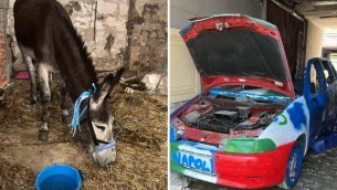 Napoli-Cagliari, l''asino azzurro' e l'auto tricolore: i sequestri verso lo scudetto
