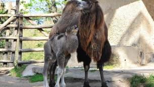 Nascite al Bioparco di Roma, arrivano una cammellina e due pinguini