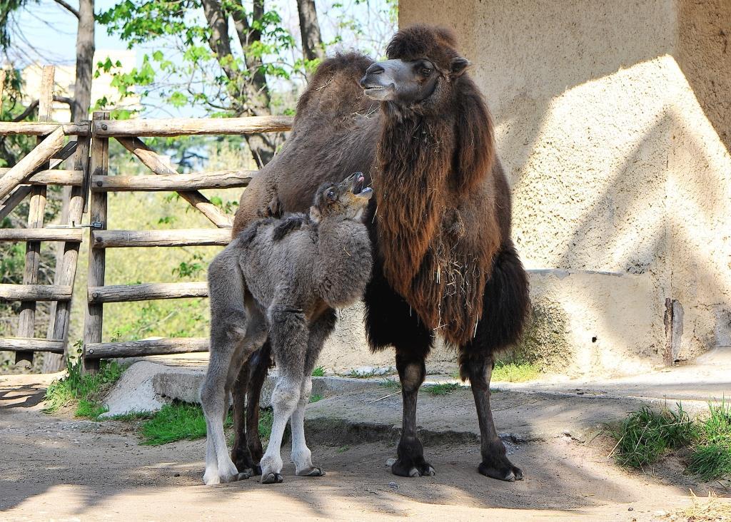 Nascite al Bioparco di Roma, arrivano una cammellina e due pinguini