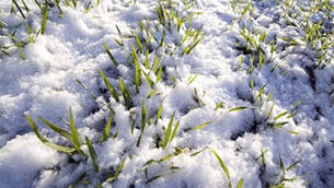 neve-piante-gelo