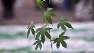 New York approva uso marijuana a scopo ricreativo